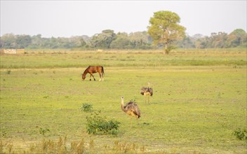 Nandus (Rhea americana), standing in a meadow, together with a horse, South Pantanal, Corumbá,