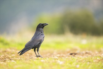 Common raven (Corvus corax) on a meadow in autumn, Pyrenees, Catalonia, Spain, Europe