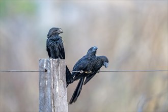 Smooth-billed Ani (Crotophaga ani), South Pantanal, Aquidauana, Taunay, Mato Grosso do Sul, Brazil,