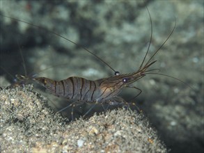 Shrimp with long antennae, saw shrimp, large rock shrimp (Palaemon serratus), on the seabed,