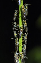 Many flies sitting densely packed on a stem, tropical rainforest at night, Heredia province, Costa