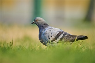 Feral pigeon (Columba livia domestica) on a meadow, Venice, Italy, Europe