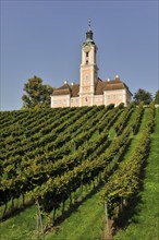 Baroque church overlooks a well-tended vineyard that thrives under a clear sky, Birnau pilgrimage