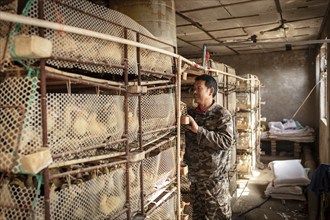 Worker with ducklings in rearing station, Jiang Su Salted Duck Farming Co. Ltd, Xiang Shui County,