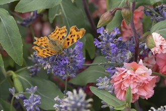 Comma butterfly (Polygonia c-album) adult insect feeding on a garden Lavender plant flowers in the