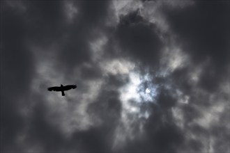 Nimbostratus dark clouds in the sky with a crow flying below and the sun shining through, England,