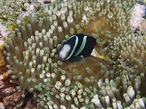 A Clark's anemonefish (Amphiprion clarkii) melanistic hidden in the shelter of a green sea anemone,