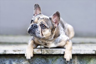 Cute merle colored French Bulldog dog