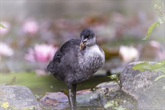 Eurasian Coot chicks (Fulica atra) standing in water, close-up, leaves lying on water surface,