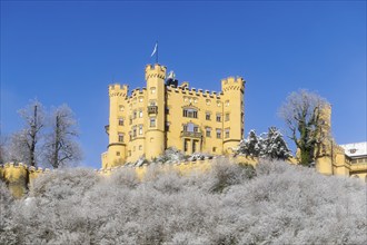 Fairytale yellow castle in winter with snow-covered trees under a blue sky, Hohenschwangau Castle,