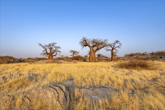 African baobab or baobab tree (Adansonia digitata), several trees at sunrise, Kubu Island (Lekubu),