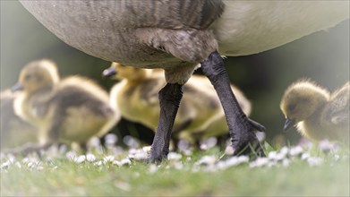 Canada goose chicks (Branta canadensis) several running through grass and daisies, in front the