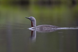 Red-throated diver (Gavia stellata), Sweden, Europe