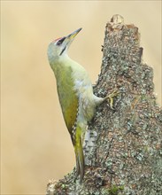 Grey-headed woodpecker (Picus canus), male sitting attentively on a birch trunk, North