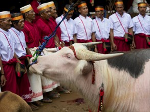 White water buffalo (Bubalus arnee) and funeral service in Tana Toraja, Rantepao, Sulawesi,