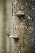 Tinder fungus (Fomes fomentarius) growing on a European beech (Fagus sylvatica) tree trunk,