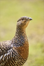 Western capercaillie (Tetrao urogallus) female (hen) portrait, Bavaria, Germany, Europe