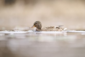 Wild duck (Anas platyrhynchos) female swimming on a lake, Bavaria, Germany, Europe