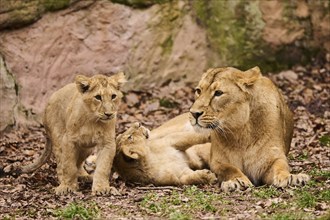 Asiatic lion (Panthera leo persica) female (mother) with her cubs, captive