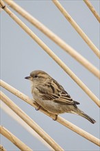 House sparrow (Passer domesticus) sitting on a reed, Bavaria, Germany, Europe