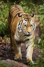 Siberian tiger or Amur tiger (Panthera tigris altaica) walking on the ground, captive, habitat in