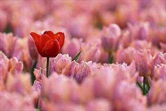 Red tulip flower in field of pink tulips (Tulipa), Texel, North Holland, Netherlands