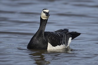 Barnacle goose (Branta leucopsis) adult bird on a lake, England, United Kingdom, Europe