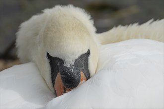 Mute swan (Cygnus olor) adult bird sleeping, England, United Kingdom, Europe