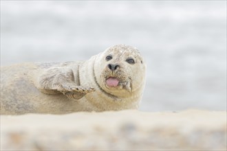 Grey seal (Halichoerus grypus) adult animal humourously sticking its tongue out on a beach,