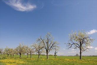 Meadow with blossoming fruit trees, Southern Palatinate, Palatinate, Rhineland-Palatinate, Germany,