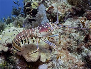 A Caribbean langoustine (Panulirus argus) crawls over a colourful coral reef in clear ocean water,