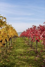 Autumn vineyards with yellow and red leaves under a blue sky, Southern Palatinate, Palatinate,