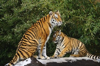 A tiger and its young sit together on a rock surrounded by bamboo. Harmony and protection in a