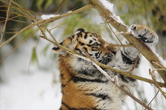 A tiger cub playing with branches in a snowy forest, Siberian tiger (Panthera tigris altaica),