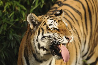 A tiger yawns with its tongue wide open and shows its teeth, surrounded by green leaves. Impressive