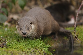 An otter looks around curiously on a grassy area, otter (Lutra lutra), Bavaria