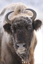 Bison with ice on fur and horns in winter landscape, bison (Bos bonasus), Bavarian Forest National