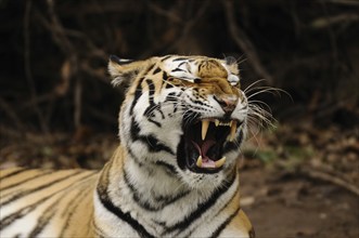 Tiger shows its teeth when yawning, Siberian tiger (Panthera tigris altaica), captive, occurrence