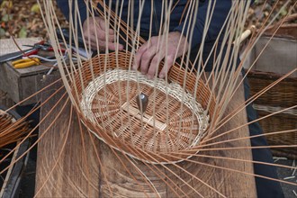 Basket is woven from willow rods (Salix viminalis), Franconia, Bavaria, Germany, Europe