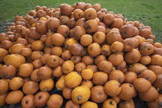 Pumpkins piled up for sale, Hokkaidos, Bavaria, Germany, Europe