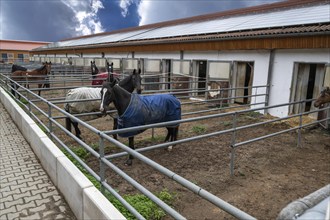 Riding horses in the outdoor enclosure of their boxes, Bavaria, Germany, Europe