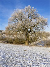 Oak Tree (Quercus robur), landscape view of a solitary tree against a blue sky, covered in hoar