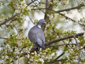 Wood Pigeon Columba palumbus), adult bird perched in a flowering cherry tree, North Hesse, Germany,