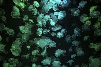 Box jellyfish (Aurelia aurita) in a tank of the Bang Saen Aquarium, Chonburi Province, Thailand,