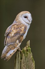 Barn owl (Tyto alba) Bavaria, Germany, Europe