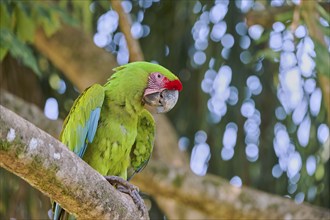 Great green macaw (Ara ambiguus) Costa Rica