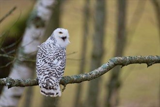 Snowy owl on branch (Bubo scandiacus) captive, Czech Republic, Europe