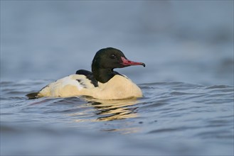 Goosander male (Mergus merganser) Lower Saxony, Germany, Europe