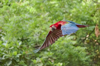 Scarlet Macaw in flight (Ara macao) Colombia