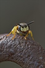 Beewolf digging (Philanthus triangulum) Lower Saxony, Germany, Europe